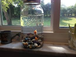 My Half Gallon Mason Jar Goldfish Bowl Diy Fish Tank Pet Fish Fish Tank Decorations