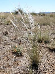 Image result for Digitaria fuscopilosa