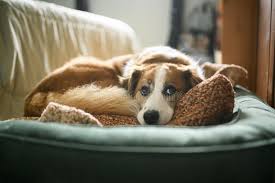 Image result for domestic dog