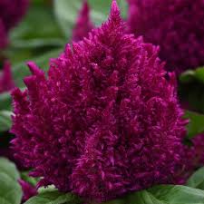 Image result for Celosia