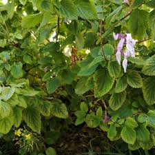 Image result for Ocimum labiatum