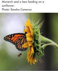 Pin Von Sonja Berner Auf Schmetterling Naturfotografie Naturbilder Natur