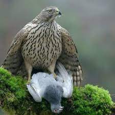 bayagi cakir kusu ve avi belgesel gunlugu facebook