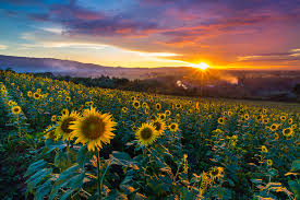 Pengertian potrait adalah posisi kertas yaitu tegak lurus dari atas kebawah, sedangkan pengertian landscape adalah posisi kertas dalam posisi horisontal dari kanan ke kiri atau sebaliknya. Pengertian Perbedaan Foto Portrait Dan Landscape Bungkul