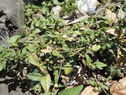 Image result for Sida veronicifolia
