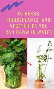Cacti are collectible and are ideal for nice, sunny windowsills as are many of their succulent counterparts. You Don T Need Soil To Grow Plants Here Are 40 Herbs And Plants That You Can Grow In Water Houseplants Plants Amazing Nature
