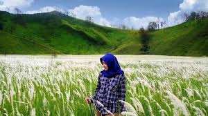 Menjadi salah satunya type rumput pakan ternak, rumput grinting memang baik untuk kesehatan hewan ternak. Rumput Ilalang Home Facebook