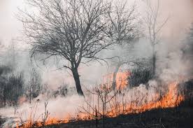 Pada tahun 2010 luas kebakaran hutan di indonesia masih 709.8 hektar, tahun 2014 meningkat menjadi 44.5 ribu ha. Media Luar Negeri Soroti Kebakaran Hutan Dan Lahan Gambut Di Indonesia Pikiran Rakyat Majalengka