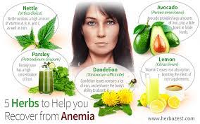5 Herbs To Help You Recover From Anemia | Herbazest