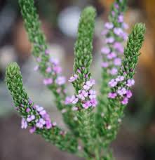 Image result for Muraltia