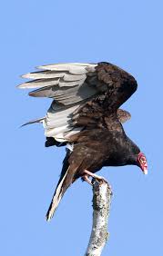 When seen closely, the feathers of the turkey vulture appear to be dark brown while that of the black vulture appears sooty black. Turkey Vulture Minnesota Breeding Bird Atlas