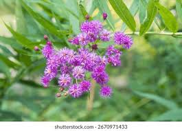 Image result for Vernonia jelfiae