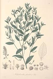 Image result for Caperonia