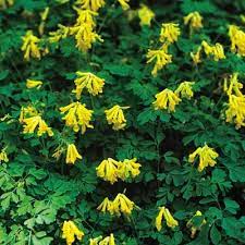 Grows well in dry shade where other plants struggle (it's ideal planted under trees). Golden Corydalis Direct Gardening