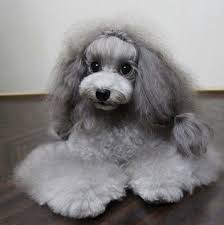Beautiful Silver Poodle White Toy Poodle Poodle Grooming Poodle Hair