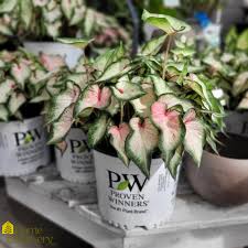 Image result for Caladium