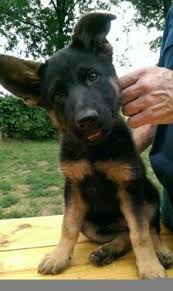 If you are interested in a if you were not aware of them all, please read about the various types of german shepherds. Beautiful Akc German Shepherds Puppies For Sale German Shepherd Puppies Shepherd Puppies German Shepard Puppies