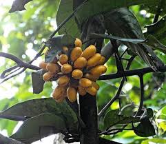 Image result for Uvaria