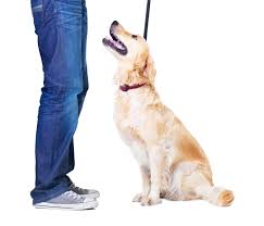 But today's owner/handler/trainer has a job to do and cannot always be near the dog! Dog Obedience Classes Dog Training Phoenix Az Dog Sports
