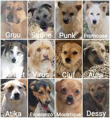 However, one would guess that the chances are somewhat high. Saving 428 Dogs Remember Me Animal Webaction