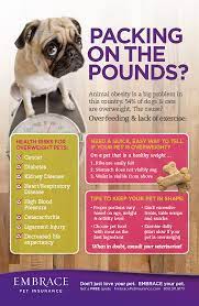 Pin By Justus Country Girlz On Helpful Pet Tips Pet Health Overweight Pet Dog Health Tips