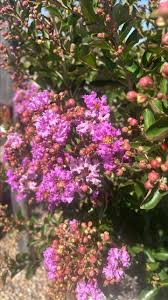 Image result for Cadaba glaberrima