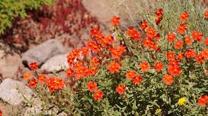 In summer, round clusters of tiny, white flowers can be seen. 18 Orange Flowering Perennials Garden Lovers Club
