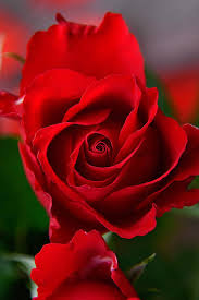 See more ideas about pink wallpaper, love pink wallpaper, wallpaper. Rose Rose Petals Red Rose Romantic Love Romance Pink Rose Wallpaper Pikist