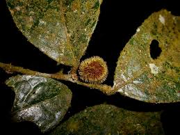 Image result for Chaetocarpus