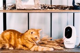 The home security cameras often have better specifications when it comes to the abilities of the camera and its feed. The Best Pet Cameras That You Can Get In 2020 Android Authority