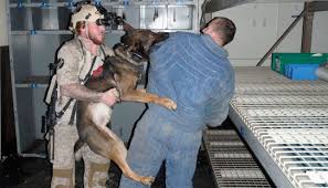 We did not find results for: Exclusive Bin Laden Raid Navy Seal Recalls His Dog Cairo Fighting There With Him Tennessee Star