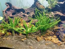 Image result for Ottelia kunenensis