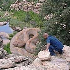 A Photoshopped Pit Viper Made To Look Like An Anaconda Giant Snake World Biggest Snake Snake