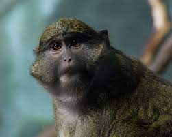Monkey Zoo Swamp Monkey Cute Wall Art Fine Art Photography Chicago Lincoln Park Zoo Fine Art Photography Art Photography Lincoln Park Zoo