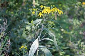 Wild plant with yellow flowers identification. August Wildflowers In Ohio Seasons Flow