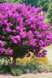 This site uses cookies to improve your experience and to help show content that is more relevant to your interests. Buy Zuni Purple Crape Myrtle Tree Free Shipping 1 Gallon Size Pot For Sale Online From Wilson Bros Gardens