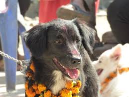 There S A Festival In Nepal And India Where Humans Thank Dogs For Their Loyalty And Friendship In 2020 Dog Facts Dogs Dog Whining