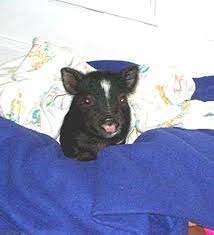They are adorable and loving animals that are easy to maintain and handle. Owning A Pig As A Pet Is Not For Everyone North American Pet Pig Association