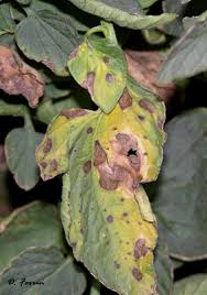 Image result for tomato seedling early blight