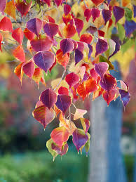 Image result for Tricalysia schliebenii