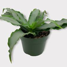 Image result for Murdannia stricta