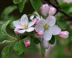 Pin On The World Of Flowers