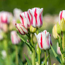 How to care for tulips in 5 simple steps. Growing Tulips How To Plant And Care For Tulips Warm Weather Tips