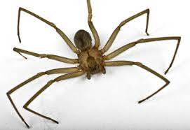 These palps are often mistaken for fangs or venom sacs, but they are in fact the male. Brown Recluse Spider Bites Pain Peaks After 24 Hours Live Science