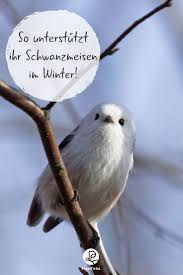 schwanzmeise nest bilder co plantura in 2021 schwanzmeise kleine tiere artenschutz