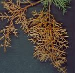 Image result for kabatina thujae