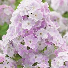 Cool Water Phlox Phlox Flowers Bulb Flowers Pink And White Flowers