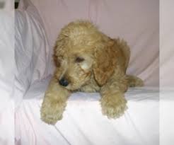 If you haven't heard from us there is something wrong. Puppyfinder Com Goldendoodle Puppies Puppies For Sale Near Me In Michigan Usa Page 1 Displays 10
