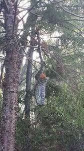 Python Eating Bushtail Possum In Australia Sportscars Australia Animals Scary Scary Animals Australia Animals