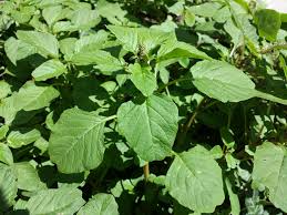 Image result for Amaranthus blitum